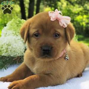 Willow Breeze, Fox Red Labrador Retriever Puppy